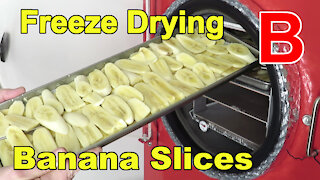 Freeze Drying More Banana Slices