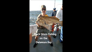 Black Drum Fishing on the Delaware Bay