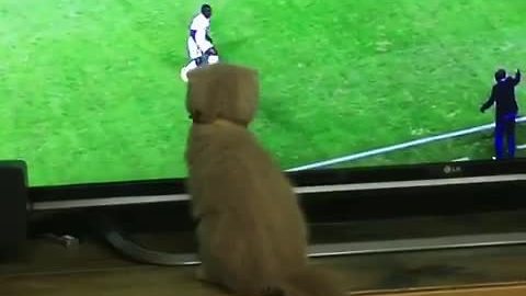 Soccer-loving kitten gets in on the action