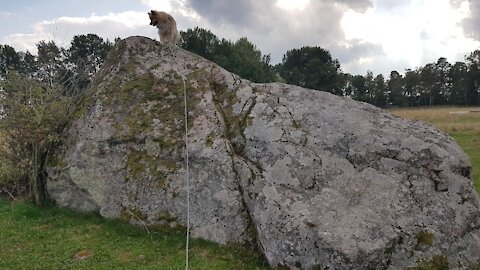 Dog climbing giant boulder