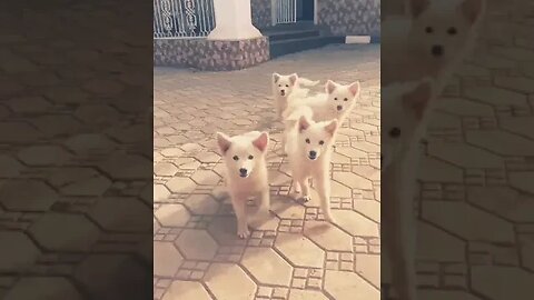 Cute Lhasa Apso puppies #shorts