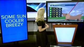 Meteorologist Kristen Kirchhaine shares your Dog Walking #StormTeam4 Cast