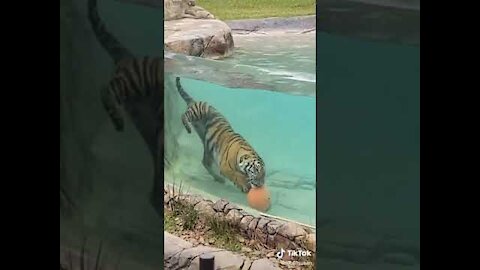 Funny Tiger 🐯 Tiktok Compilation wild animals videos-•funny wild animals--wild animal fights