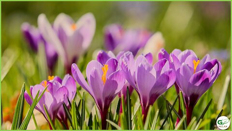 Spring Flowers with Relaxing Piano Music 🌸🎹🌼 Stress Relief, Relaxation, Meditation Music