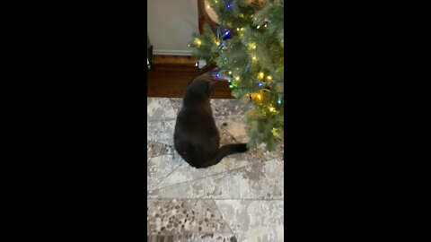 No fighting under the Christmas tree 🎄