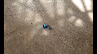 Gorgeous Blue Butterfly Flying in Super Slow Motion - It's Mesmerizing