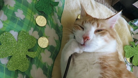 Cat Goes On Catnip Bender To Celebrate St. Patrick's Day