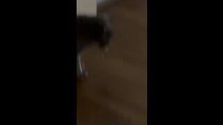 Cat vs Mouse