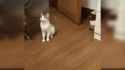 Cat videos