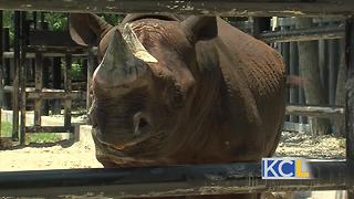 ZOOSDAY: Rhino bath time