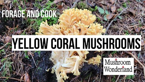 Forage and Cook Spring Coral Mushrooms-