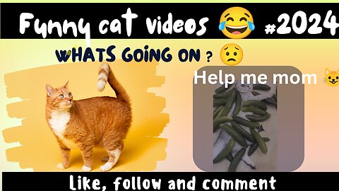 Funniest animal - cute cat and dog 😂 # video 2024 #share #like #follow #comment