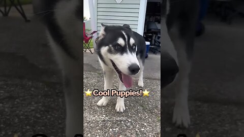 Meeting A Playful Siberian Husky Puppy & German Shepherd Puppy at a 4th of July Barbecue!