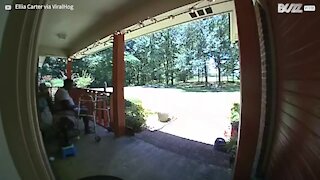 Deer smashes through house's glass door