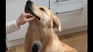 Happy Golden Retriever Really Likes to Be Brushed