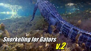 Swimming with Wild Alligators in Florida