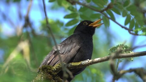 BlackBerry sings