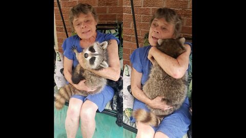 Raccoon Still Comes Back To Visit The Woman Who Saved Him 3 Years Later @red_pangolin Nikki Robinson