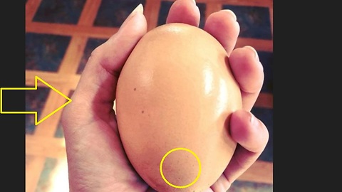 Farmer found this egg