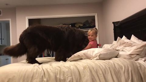 Newfoundland And A Little Girl Up For A Pillow Fight