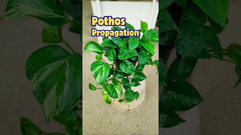 How to propagate pothos plant? #shorts #pothosplant #propagation