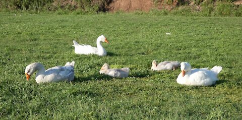 Geese family