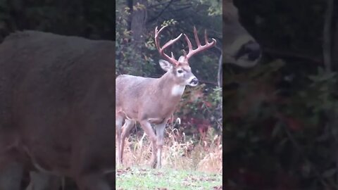 BIG Illinois buck puts on a show! #shortvideo