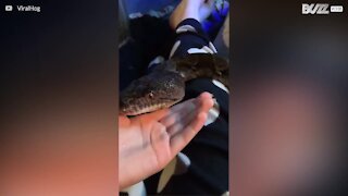 Ecco il serpente più coccoloso del mondo!