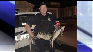 Gator captured after targeting pets in Port St. Lucie