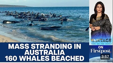 160 Whales Beach themselves on Western Australian coast | Watch