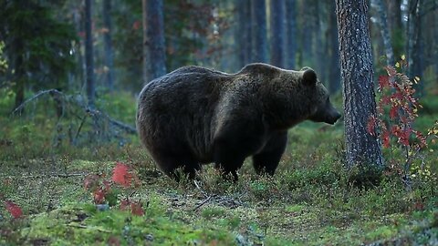 Wildlife in Africa Wild bear