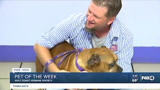 Pet of the Week: Starr at GCHS