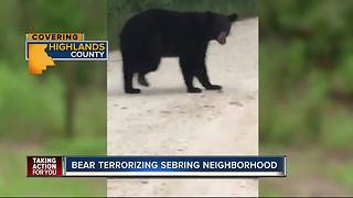 Black bear terrorizes Sebring neighborhood