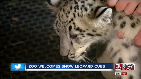 Zoo welcomes snow leopard cubs