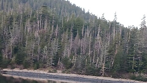 Hundreds of miles of dead trees on the mountains of Alaska!