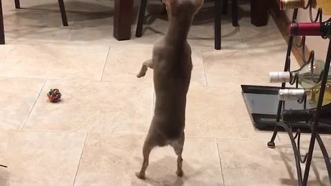 Chihuahua excitedly stands every time he begs for food