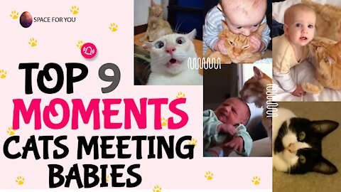 The BEST Moments for Cats Meeting Babies for the FIRST Time - Funny - Cat - Cute - Babies .