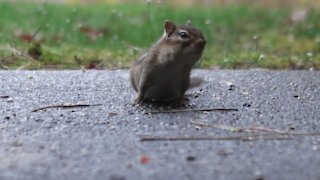 A chipmunk in the rain