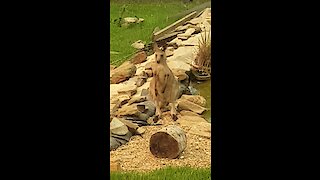 Kangaroos drink from swimming pool after surviving Australian bushfires