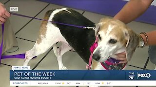 Pet of the Week: Icee