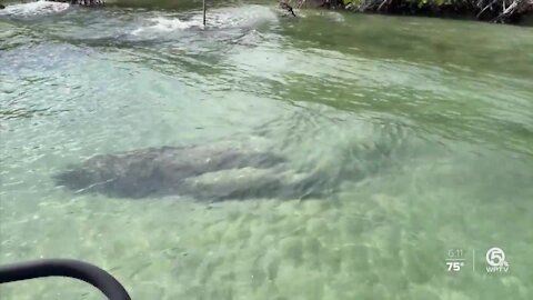 Tequesta police marine unit reminds boaters to be aware of manatees