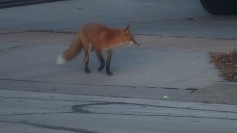 Neighborhood Fox