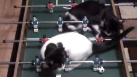 Amazing Cats Pawing The Ball On A Foosball Table