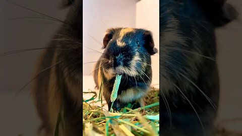 This is Good Hay! #guineapigs #cutepets #guineapiglife