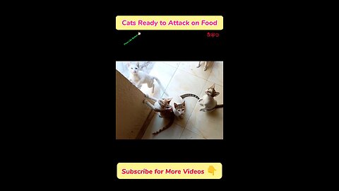 Cats Ready to Snatch Food | Funny cats | Cat videos | Funny cat videos 2024