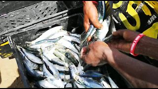 SOUTH AFRICA - Durban - Sardines being netted at Durban beachfront (Videos) (HHE)