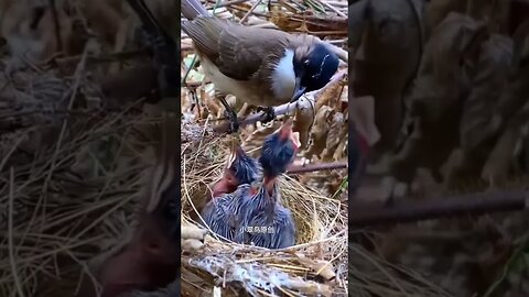 Mother bulbul bird bird animal sounds nest labeling