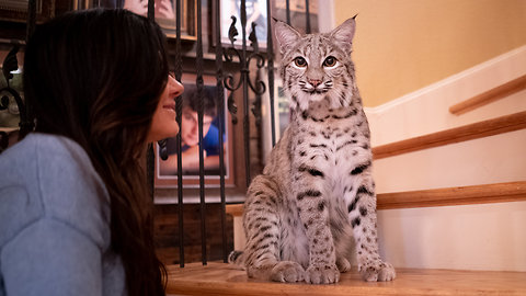 Family Shares Their Home With Two Bobcats