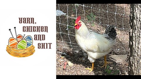 Yarn, Chicken and Sh1t Egg No. 4