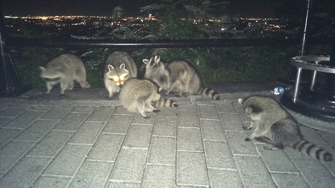 This Family Of Raccoons Will Do Anything For Popcorn